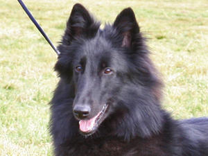 belgian-shepherd-groenendael picture