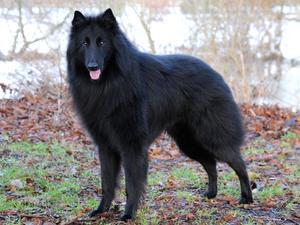 belgian-shepherd-groenendael picture