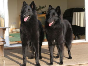 belgian-shepherd-groenendael picture