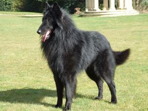 belgian-shepherd-groenendael picture