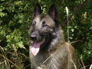 belgian-shepherd-laekenois picture