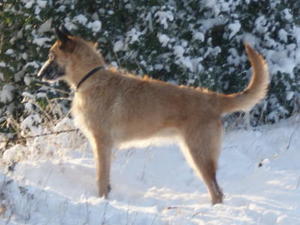 belgian-shepherd-laekenois picture