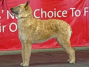 belgian-shepherd-laekenois picture