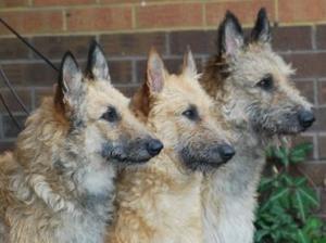 belgian-shepherd-laekenois picture
