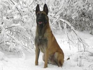 belgian-shepherd-malinois picture