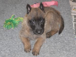 belgian-shepherd-malinois picture