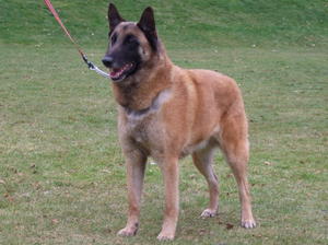 belgian-shepherd-malinois picture