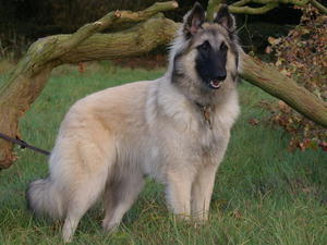 belgian-shepherd-tervueren picture