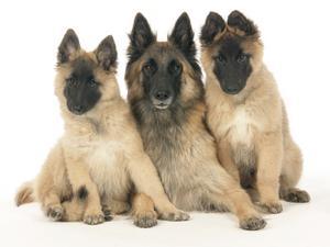 belgian-shepherd-tervueren picture