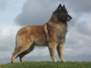 belgian-shepherd-tervueren picture