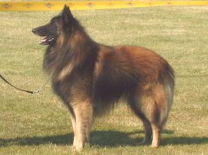 belgian-shepherd-tervueren picture