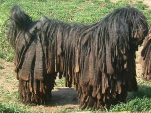 Bergamasco picture
