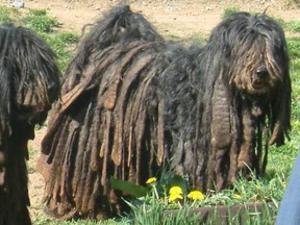 bergamasco picture