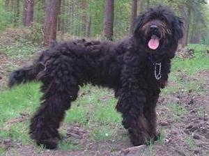 bergamasco picture