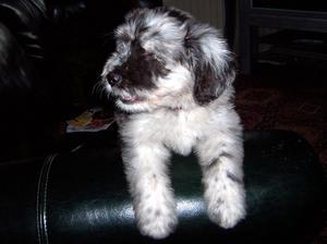 bergamasco picture