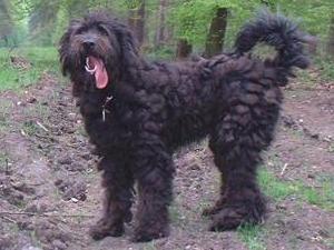 bergamasco picture