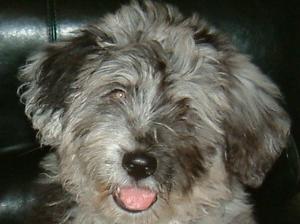 bergamasco picture