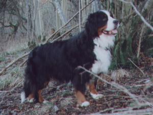 bernese-mountain-dog picture
