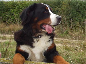 bernese-mountain-dog picture