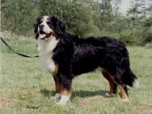 bernese-mountain-dog picture