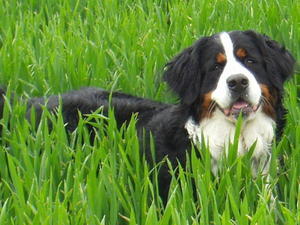 bernese-mountain-dog picture