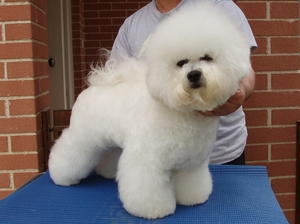 Bichon Frise picture