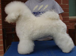 bichon-frise picture