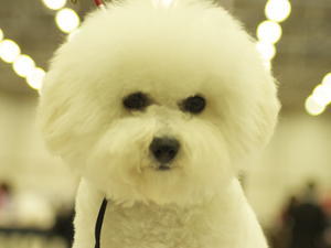 bichon-frise picture