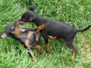 black-and-tan-english-toy-terrier picture