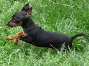 black-and-tan-english-toy-terrier picture