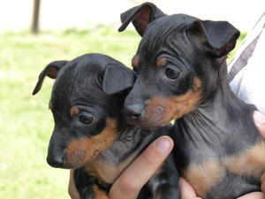 black-and-tan-english-toy-terrier picture