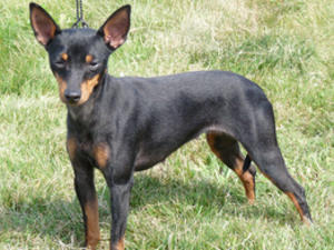 black-and-tan-english-toy-terrier picture