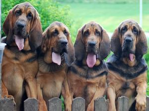 bloodhound picture