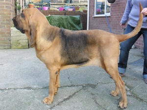 bloodhound picture
