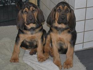 bloodhound picture