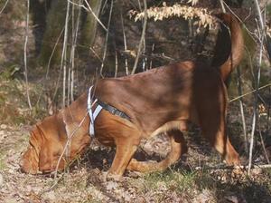 bloodhound picture