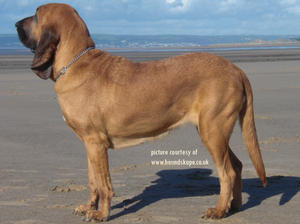 bloodhound picture