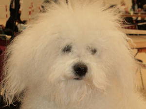 bolognese picture