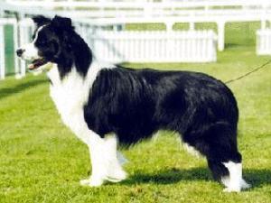 border-collie picture