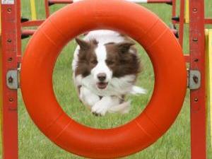 border-collie picture