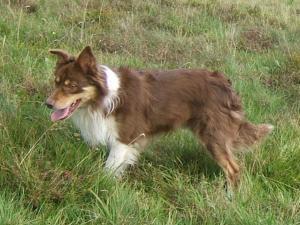 border-collie picture