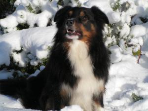 border-collie picture