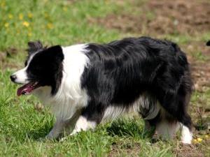 border-collie picture