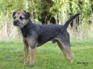 border-terrier picture