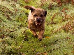 border-terrier picture