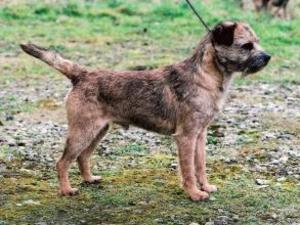 border-terrier picture