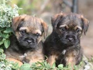 border-terrier picture