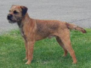 border-terrier picture