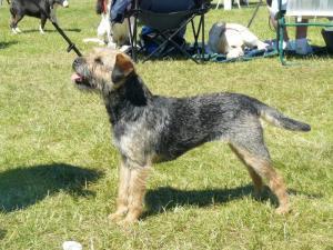 border-terrier picture