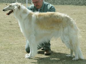 borzoi picture